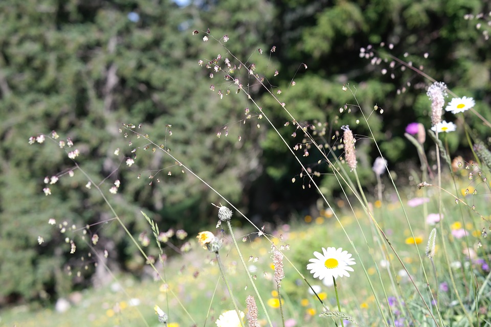 Natureza