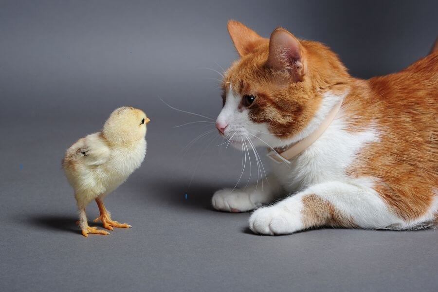 Os animais e a não consciência da finitude